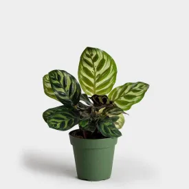 Calathea makoyana